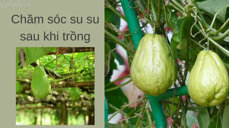 cách trồng su su 7