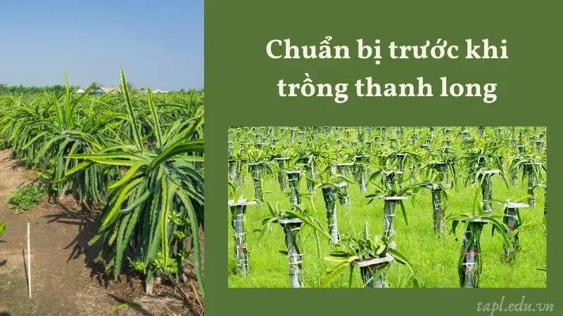 cách trồng thanh long 1