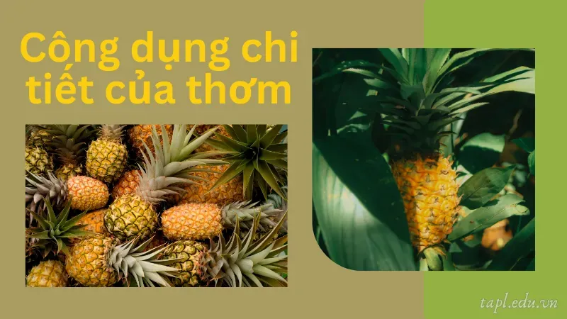 Công dụng chi tiết của quả dứa