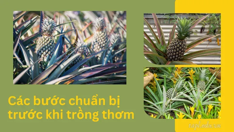 Các bước chuẩn bị trước khi trồng thơm