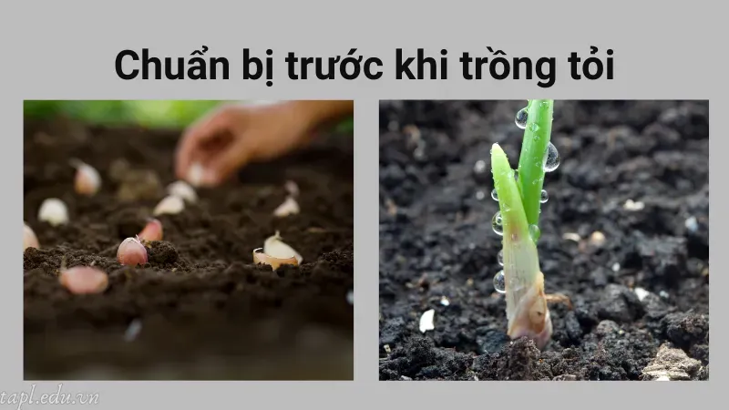 cách trồng tỏi 3