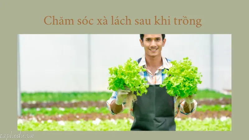 cách trồng xà lách 5