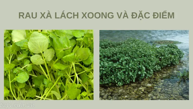 cách trồng xà lách xoong 1