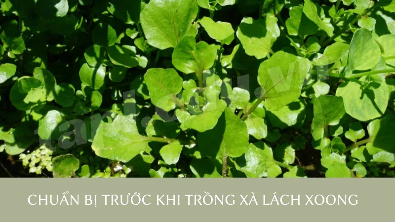 cách trồng xà lách xoong 2