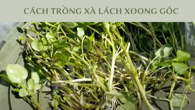 cách trồng xà lách xoong 5