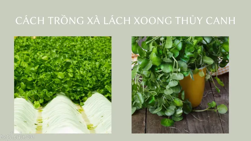 cách trồng xà lách xoong 6