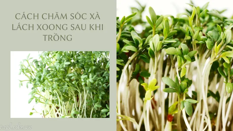 cách trồng xà lách xoong 7