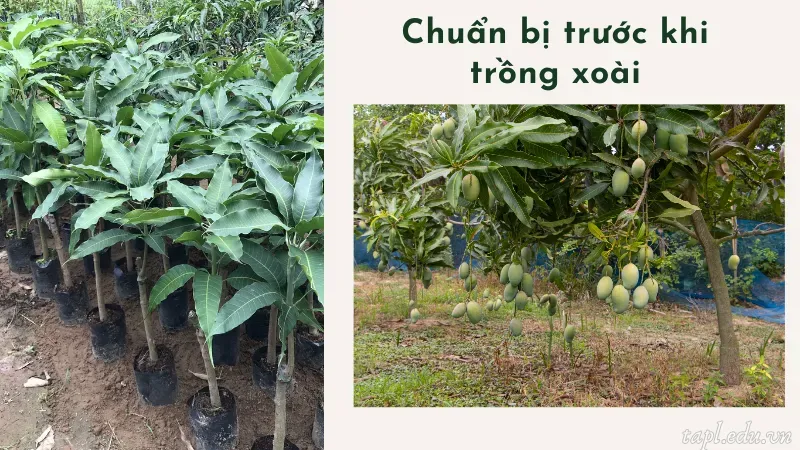 cách trồng xoài 2