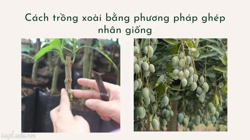 cách trồng xoài 4