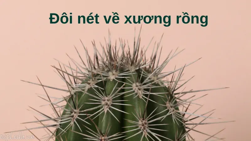 cách trồng xương rồng 1