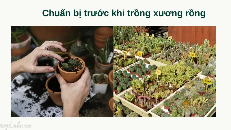 cách trồng xương rồng 3