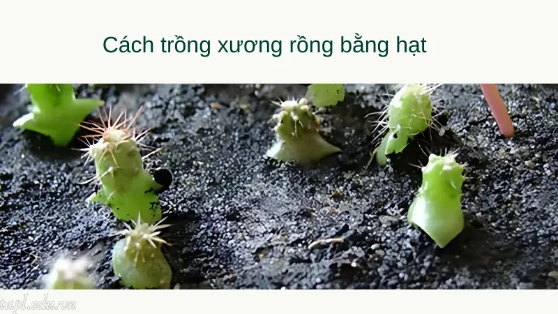 cách trồng xương rồng 4