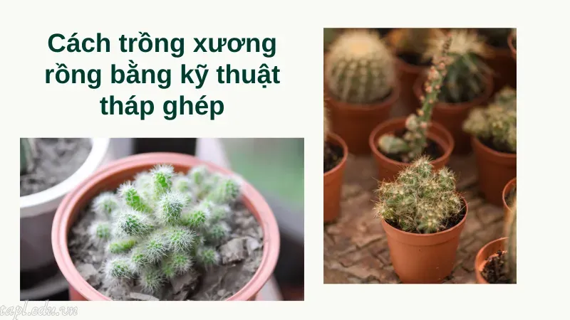 cách trồng xương rồng 6