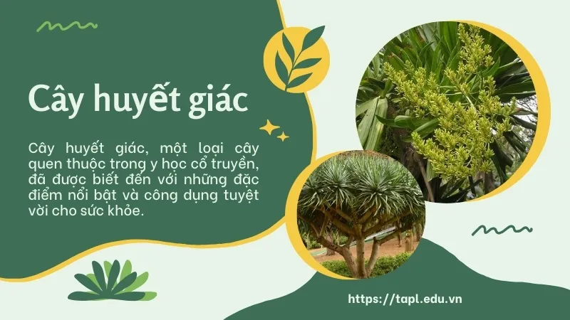 Cây huyết giác - Vị thuốc quý trong y học cổ truyền 1