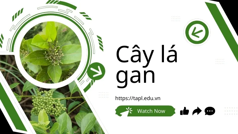 Cây lá gan - Một phần không thể thiếu trong y học dân gian 1