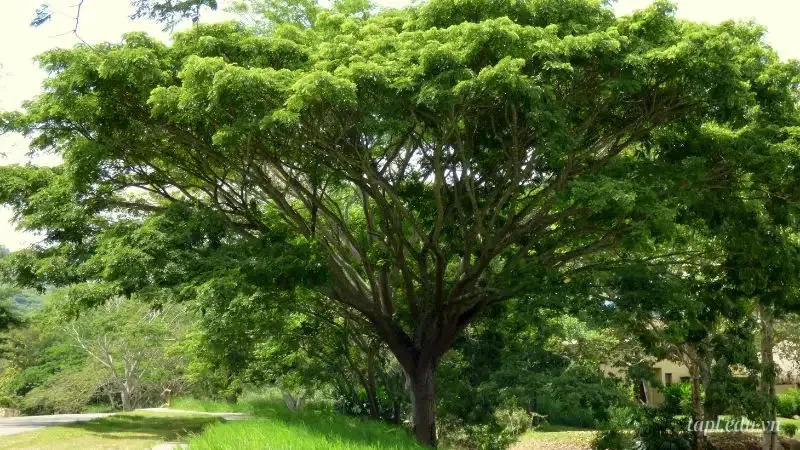 Cây me tây - Loài cây lý tưởng cho sân vườn và công viên 7