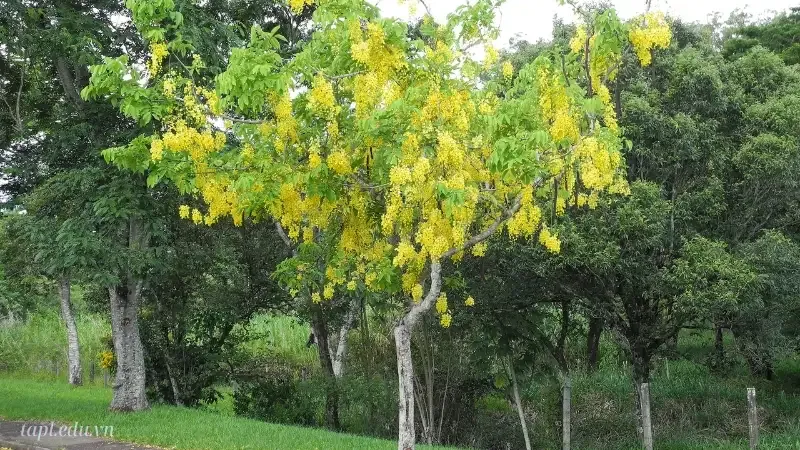 Cây muồng hoàng yến – Loài cây cảnh đẹp và ý nghĩa 3