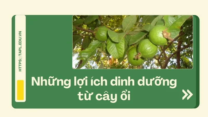 Những lợi ích dinh dưỡng từ cây ổi mà bạn không thể bỏ qua 1