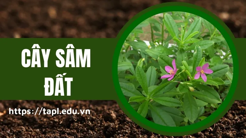 Cây sâm đất - Thực phẩm bổ dưỡng cho người mới ốm dậy 1