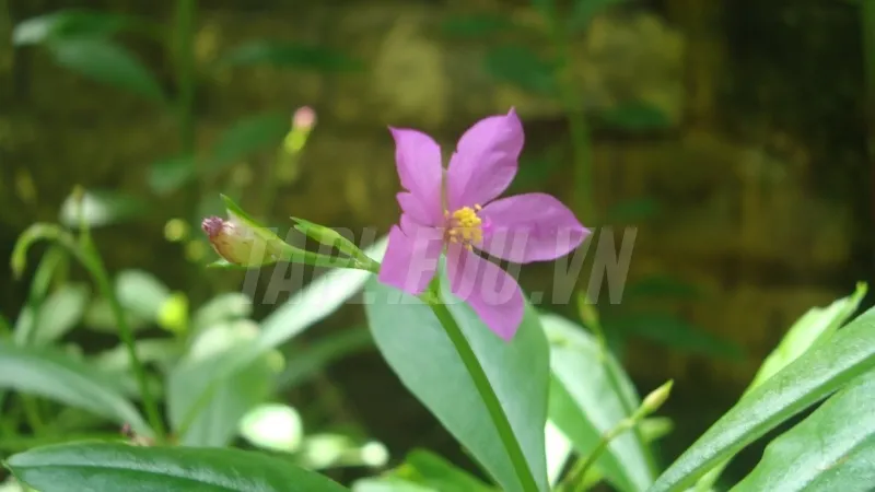 Cây sâm đất - Thực phẩm bổ dưỡng cho người mới ốm dậy 7