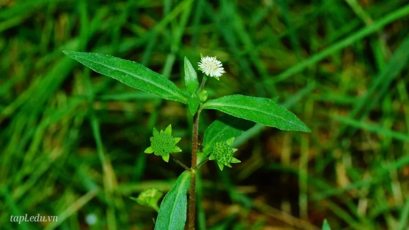 Tìm hiểu công dụng bất ngờ của cỏ nhọ nồi đối với sức khỏe 3