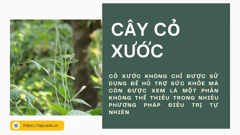 Tìm hiểu công dụng của cỏ xước và lợi ích đối với sức khỏe 6