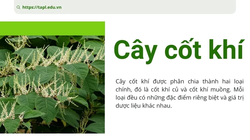 Cây cốt khí là gì? Tác dụng và lợi ích đối với cơ thể 2