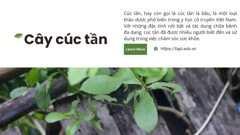 Các bài thuốc dân gian từ cúc tần và cách sử dụng hiệu quả 2