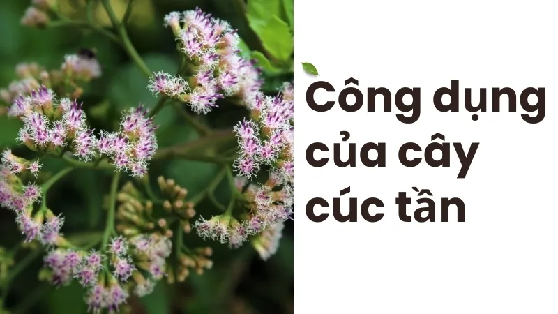 Các bài thuốc dân gian từ cúc tần và cách sử dụng hiệu quả 3