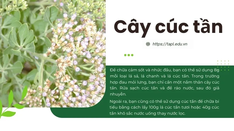 Các bài thuốc dân gian từ cúc tần và cách sử dụng hiệu quả 5