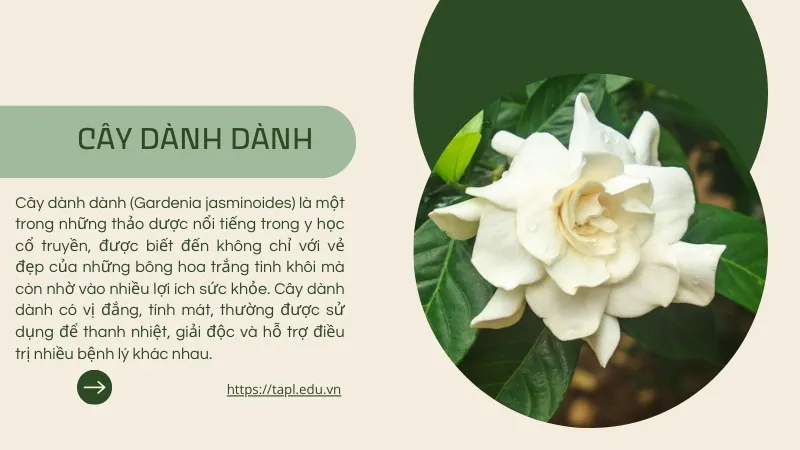 Dành dành - Thảo dược quý giúp thanh nhiệt giải độc 2