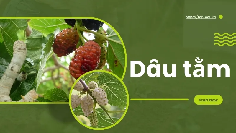 Dâu tằm và những bài thuốc dân gian chữa bệnh từ dâu tằm 1