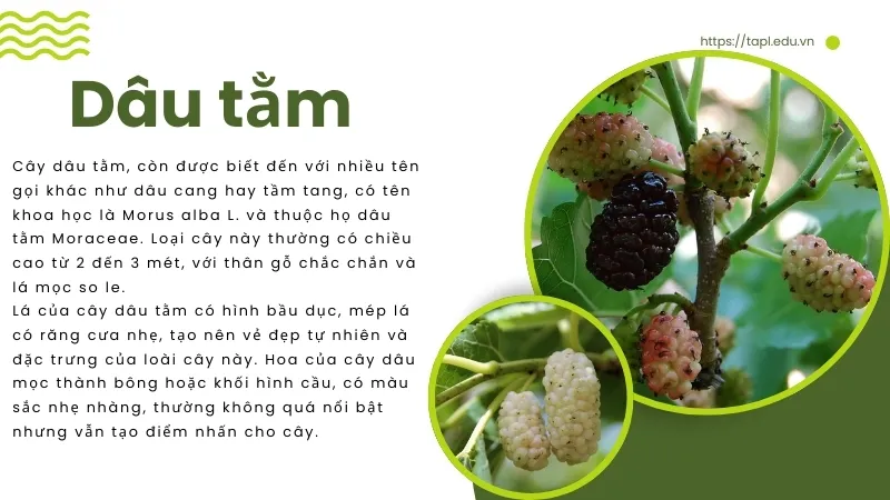 Dâu tằm và những bài thuốc dân gian chữa bệnh từ dâu tằm 2