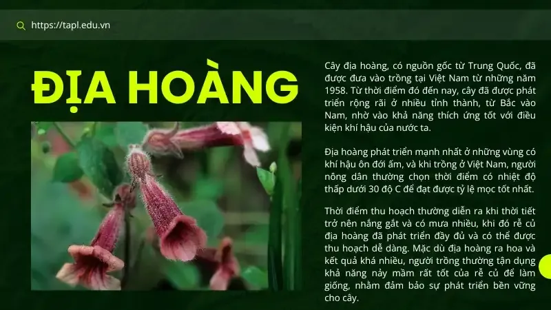 Tìm hiểu cây địa hoàng và những bài thuốc dân gian chữa bệnh 2