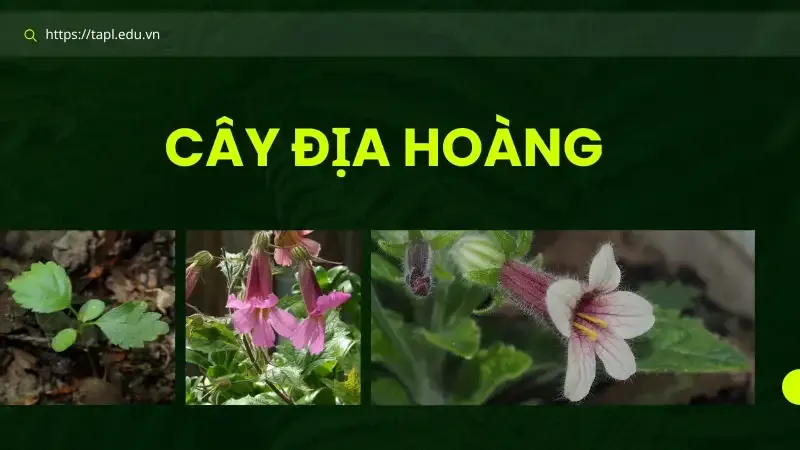 Tìm hiểu cây địa hoàng và những bài thuốc dân gian chữa bệnh 6