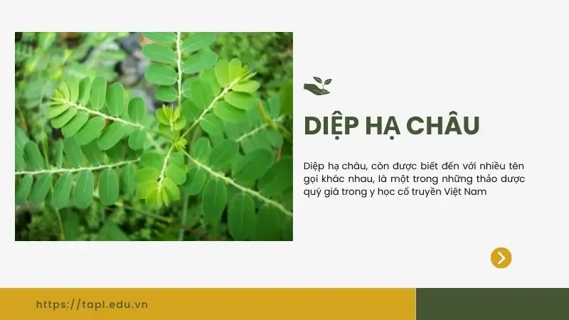 Tìm hiểu về diệp hạ châu - Tác dụng và lợi ích cho sức khỏe 1