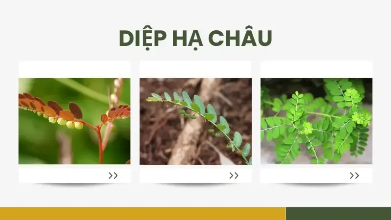 Tìm hiểu về diệp hạ châu - Tác dụng và lợi ích cho sức khỏe 5