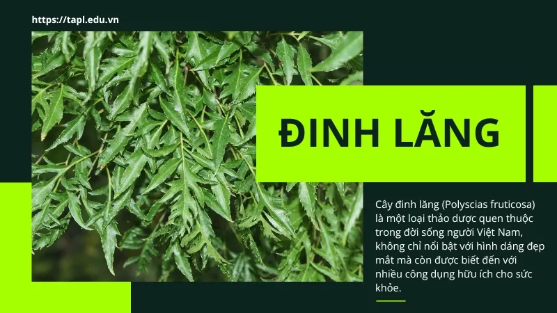 Cây đinh lăng - Công dụng tuyệt vời và cách sử dụng 1