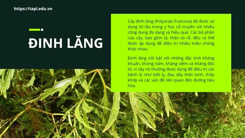 Cây đinh lăng - Công dụng tuyệt vời và cách sử dụng 2