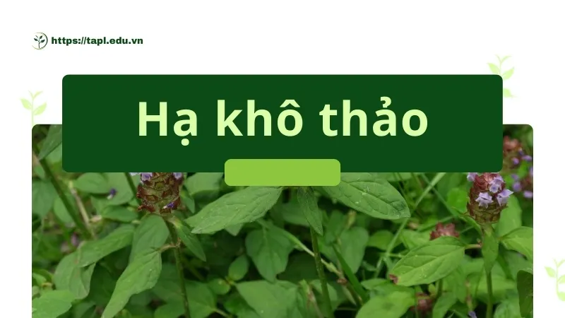 Những bài thuốc từ hạ khô thảo hiệu quả trong y học cổ truyền 1