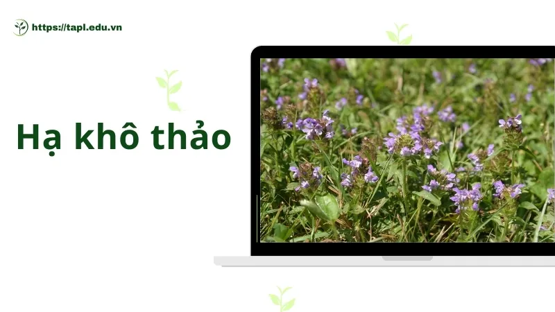 Những bài thuốc từ hạ khô thảo hiệu quả trong y học cổ truyền 6