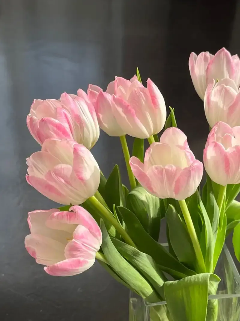 Hình ảnh đẹp về hoa Tulip 7