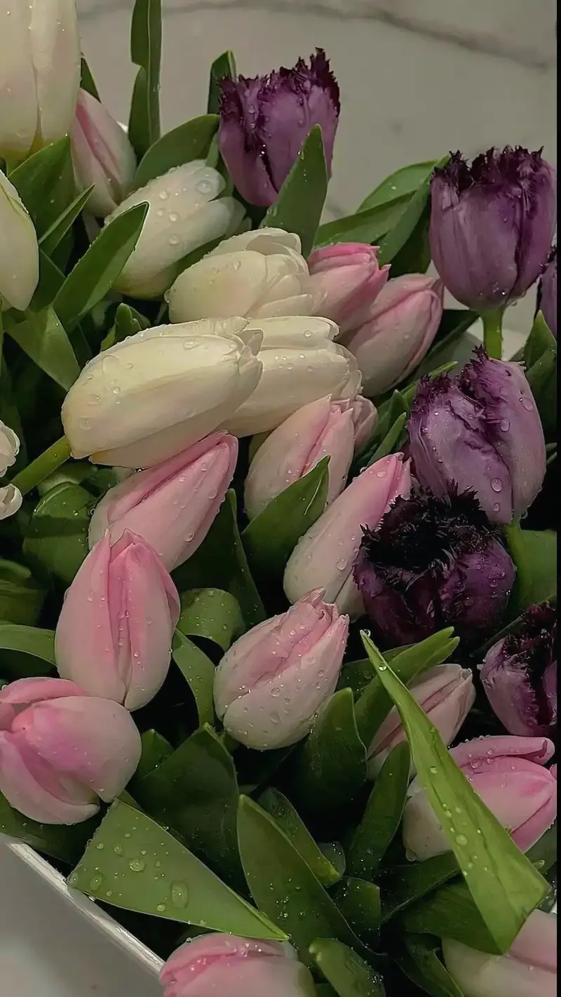 Hình ảnh đẹp về hoa Tulip 3