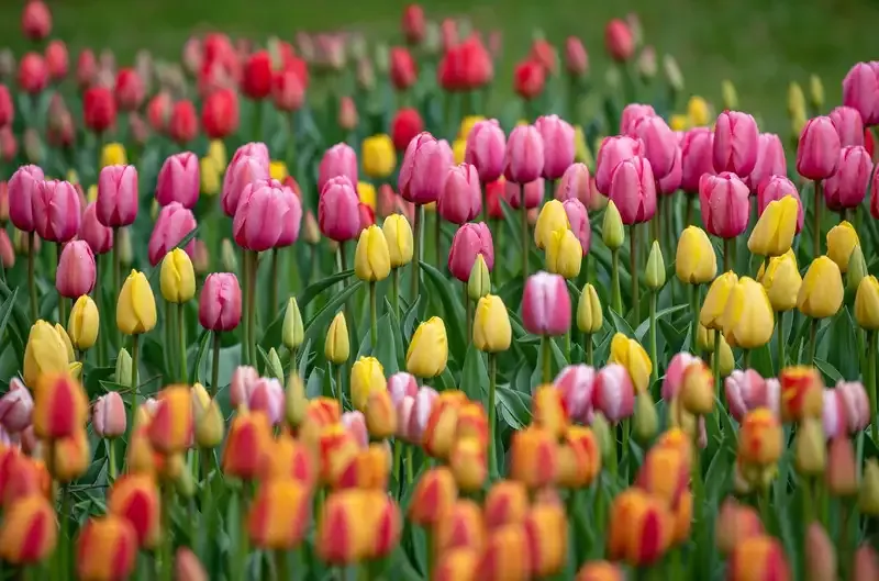 Hình ảnh đẹp về hoa Tulip 8