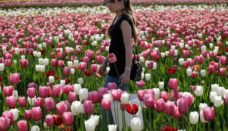 Hình ảnh đẹp về hoa Tulip 4