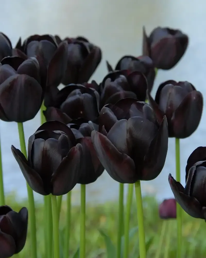 Hình ảnh đẹp về hoa Tulip 9