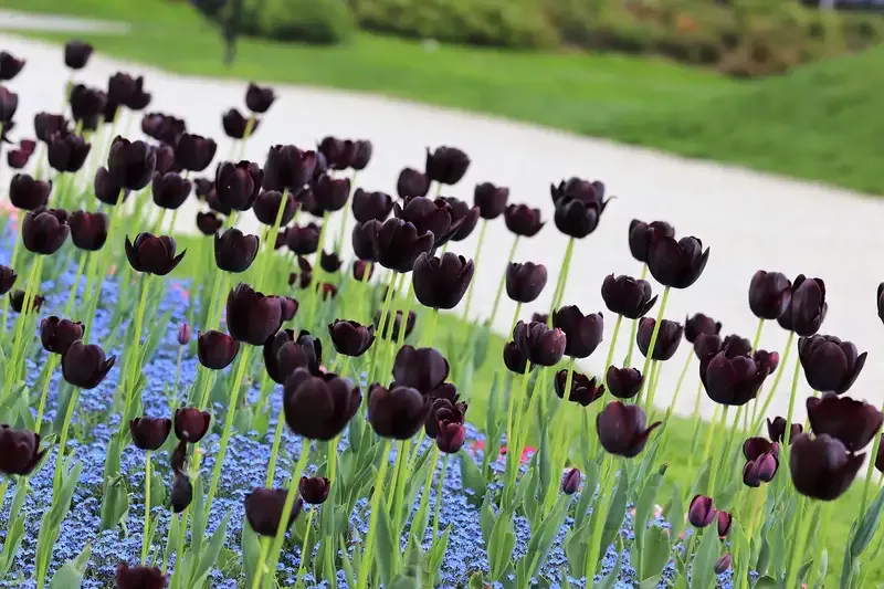 Hình ảnh đẹp về hoa Tulip 12