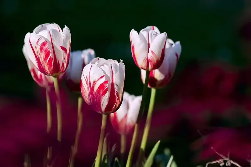 Hình ảnh đẹp về hoa Tulip 6