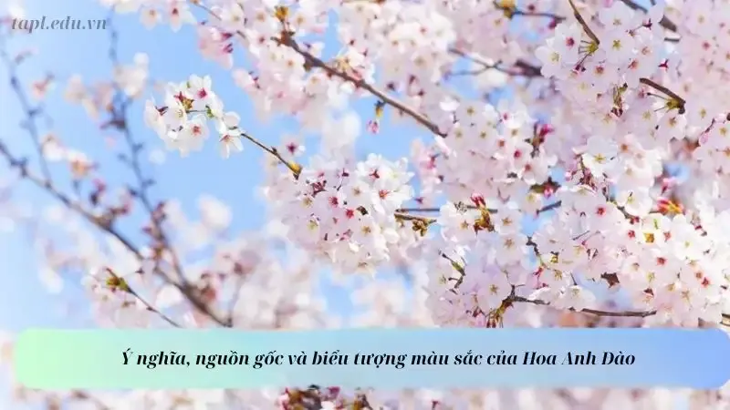 Ý nghĩa, nguồn gốc và biểu tượng màu sắc của Hoa Anh Đào