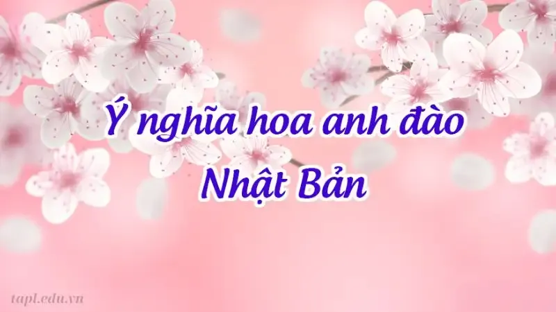 Hình ảnh hoa anh đào đẹp nhất 2